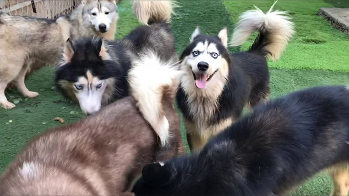 Tiệm bán chó cảnh Nguyễn Thành chuyên phối giống bán cún con với nhiều chủng loại từ Husky, Samoyed, Corgi, Alaska, Golden,