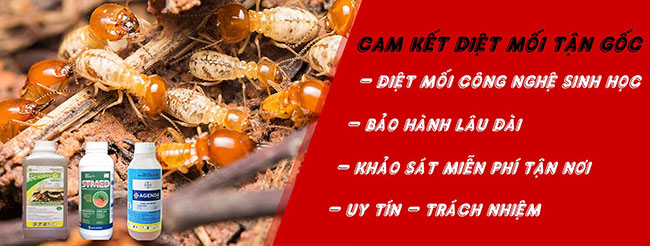Công ty TNHH diệt mối và côn trùng Đại Toàn Việt