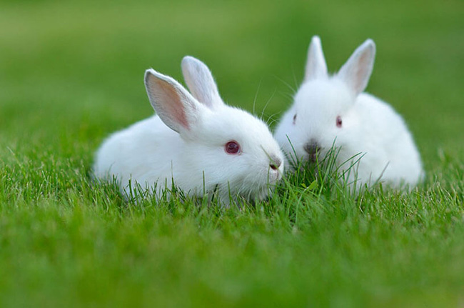 Top 10 shop bán thỏ kiểng ở TPHCM được nhiều người ghé thăm nhất