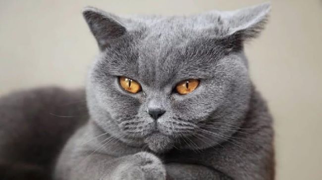 Top Pet shop bán mèo cảnh đẹp và uy tín nhất TPHCM