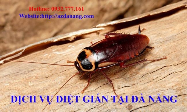 Công ty diệt côn trùng Đà Nẵng | Nguồn: AZ ĐÀ NẴNG