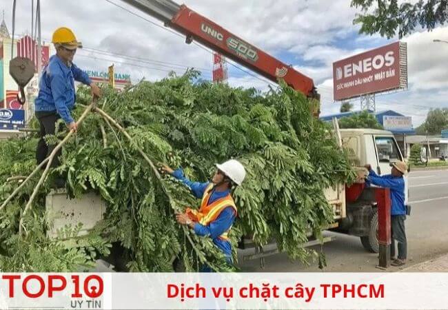 Dịch vụ chặt cây TpHCM an toàn