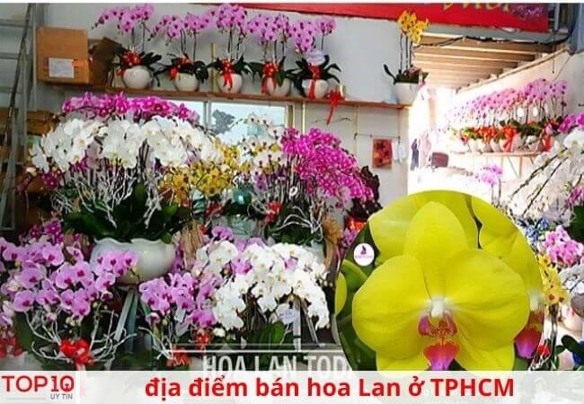 Shop hoa Lan Sài Gòn sang trọng