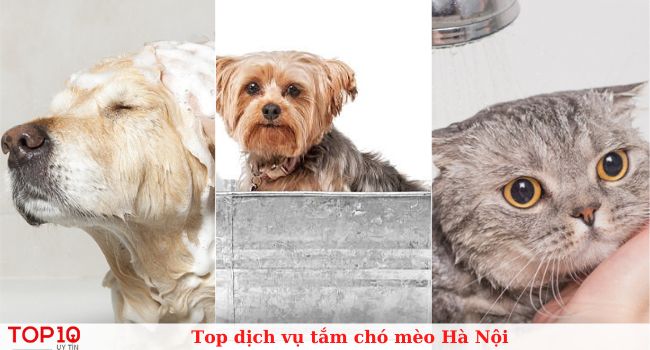 Top dịch vụ tắm chó mèo chuyên nghiệp nhất tại Hà Nội