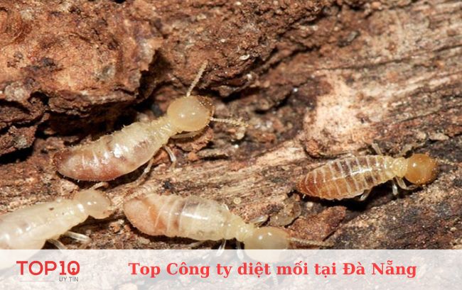 Công ty diệt côn trùng Đà Nẵng