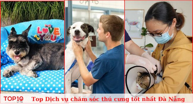Top 15 Dịch vụ chăm sóc thú cưng uy tín nhất tại Đà Nẵng