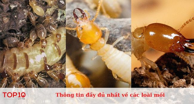 Thông tin đầy đủ nhất về các loài mối phổ biến tại Việt Nam